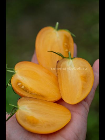Томат Рыжая Комета Софии, 10 шт