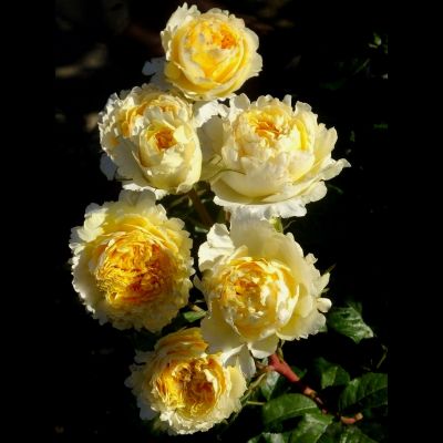 Беатрис (Beatrice)