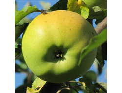 Победа Черненко (яблоня)