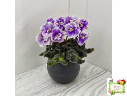 Н-Тет-а-Тет (Н. Бердникова) 2019 г. (лист посажен 21.10.25)