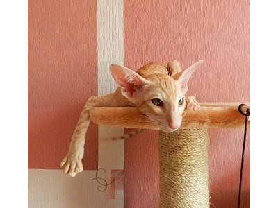 №145 Домик для кошки Мега  +