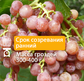 Кишмиш Красный мускатный