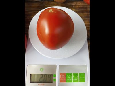 Томат Черный принц