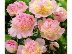 Пион Робайн (Robijn)