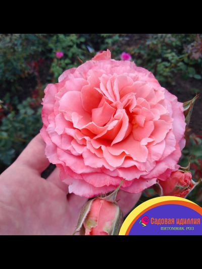 Лоран Каброль (Laurent Cabrol)