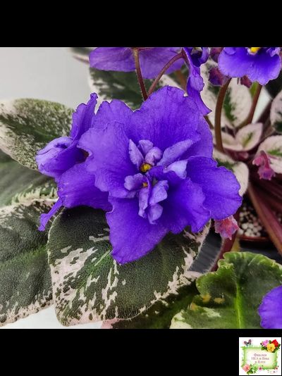 Hodss-Norway (Яна Ходченко) 2019 г. (пестролистный лонг)