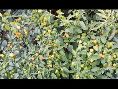 Перец острый Aji Mango