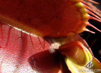 Dionaea muscipula Pink venus