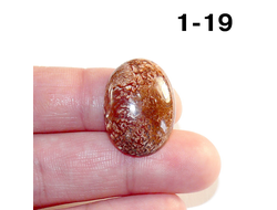 Коралл натуральный окаменелый (кабошон) №1-19: 3,1г - 24*17*6мм