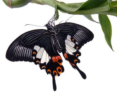 Салют 5 бабочек микс ( 1 бабочка 14 см и 4 бабочки до 9 см.)