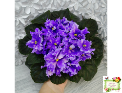 МТ-XXL Эльф (М. Тотиева) 2022 г.