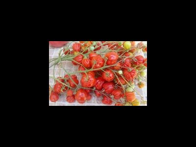 Томат Черри Аккордеон