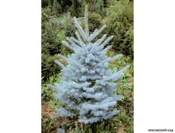 Ель Мисти Блю фото в ландшафте - красовский-сад.рф