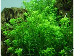 Микрантемум микрантемойдес в аквариуме