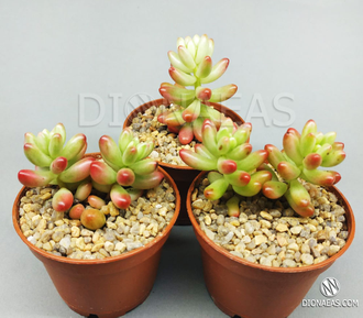 Sedum Rubrotinctum Aurora