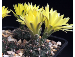 Gymnocalycium andreae ssp.pabloi VG-985 - 5 семян