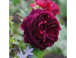 Манстед Вуд