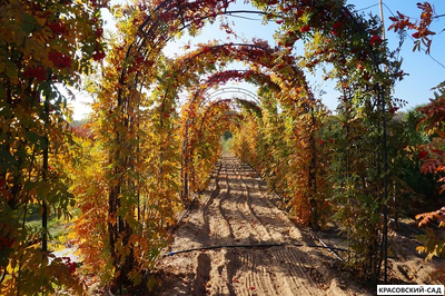 Топиар Арка из Рябины обыкновенной