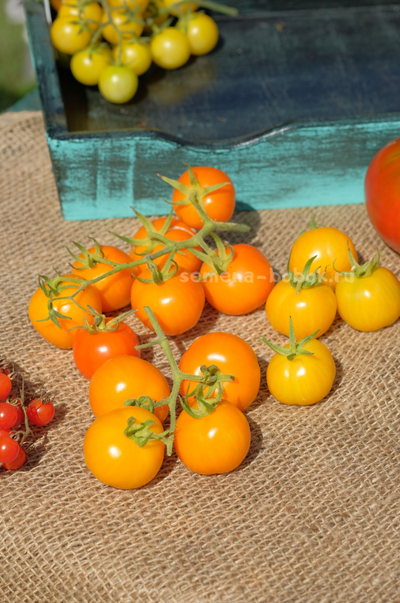 Томат Märchensnack (Сказочная закуска), 10 шт