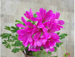 Пеларгония Ирида Вечный Зов