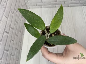 13/12/2024 hoya sp. bogor