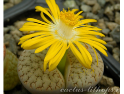 Lithops pseudotruncatella ssp.dendritica С072 (MG) - 10 семян