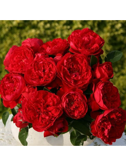 Флорентина (Florentina)