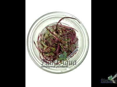 Гигрофила Пинк леди (меристемная) Сингапур