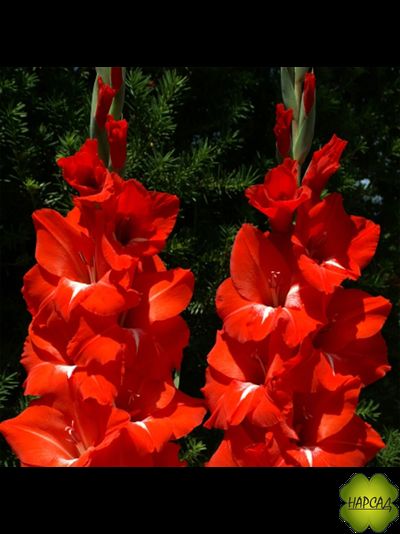 ЛУКОВИЦЫ ГЛАДИОЛУСОВ В АССОРТИМЕНТЕ КРУПНЫЙ РАЗБОР (В НАЛИЧИИ С 1 МАРТА 2024)