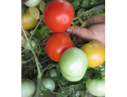 Томат Сибиряк