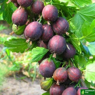 Крыжовник "Гулливер"