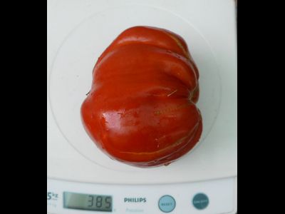 Томат Огромная слива  (Enormous Plum)