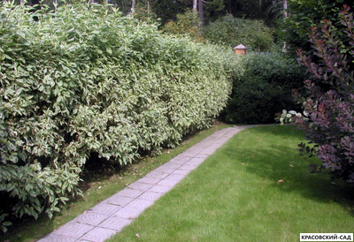 Живая изгородь из дерена