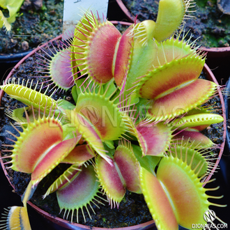 Dionaea muscipula Giant rosetted