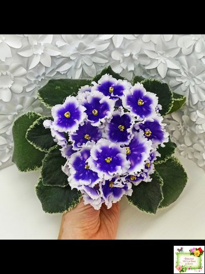 МТ-Магический Фонарик (М. Тотиева) 2023 г.