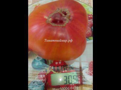 Томат Тайга (Taiga)