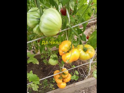 Томат Да Чило оранжевый (Da Chilo, США)