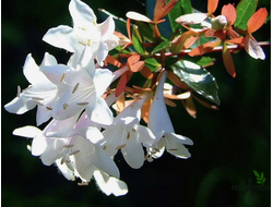 Abelia Grandiflora / Абелия Грандифлора