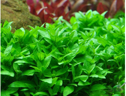 Стаурогин ползучий  (пластиковый горшок)