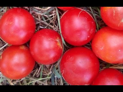 Томат Splash of kream (Irish cream) Ирландия