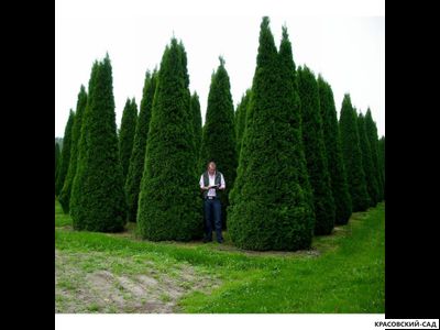 Туя Смарагд - Smaragd 5 метров