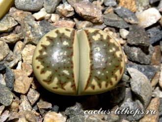 Lithops dorotheae - 10 семян