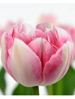 Тюльпан Финола  (Finola)  (в упаковке 10 шт. одного сорта)