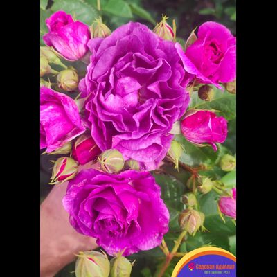 Минерва (Minerva)