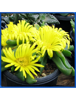 Glottiphyllum linguiforme