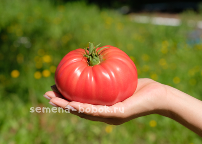 Томат Говяжий стейк, 10 шт.