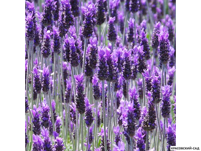 Лаванда Виктори - Victory