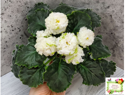 ЕК-Изумрудные Розы (Е.Коршунова) 2018 г.