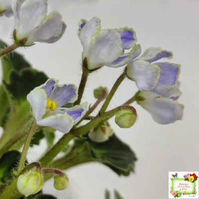 Vi-Лесная Нимфа (И.Виблая) 2021 г. (гёрл-листья)