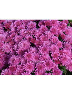 Хризантема мультифлора Бранхилл